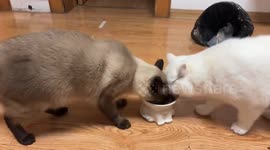 Cats play tug-of-war with food bowl in Jiangxi, China
