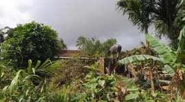 Buffalo swept away by floods found sheltering on concrete block