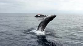 Spectacular moment whale launches into air just metres away from boat