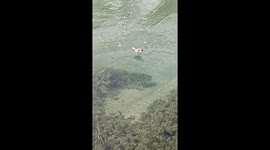 A Fisher in the Bird World