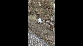 From Ambush to Splash