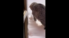 The Cat Discovered its Frozen 