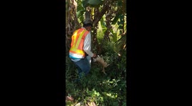 Cat stuck on barbed wire fence rescued by kind passerby