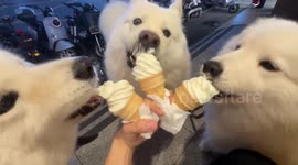 Samoyed trio shares ice cream during hot weather