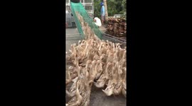 Vietnamese Farmers Skillfully Guide a Flock of Ducks Onto a Truck for Transport
