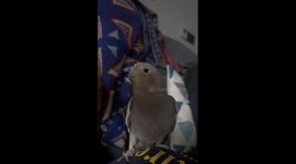 The Cross-Species Communication