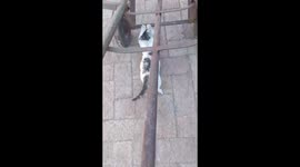 Cat’s “Helpful” Push