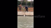 Locals use ladder to rescue dog from drowning in river