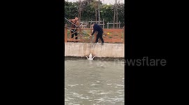 Locals use ladder to rescue dog from drowning in river