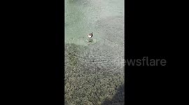 Small bird dives and catches fish underwater with frightening precision
