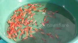 China: Ornamental fish market going swimmingly in northeast China