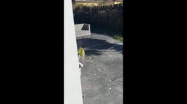 Dog sprints from the bushes when treat bag crinkles in Florida, USA