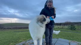 Animal lovers seek dog owner - who doesn't mind being sat on by 'small polar bear'