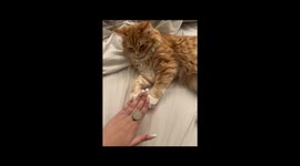 Unimpressed ginger cat repeatedly flicks coin off paw in funny clip