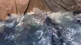 Fishermen release whale shark trap in fishing net in Japan