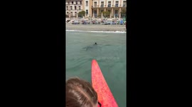 Friends on paddle boat stunned by close encounter with giant manta ray in Italy