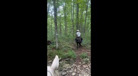 Funny moment horse dramatically leaps over tiny log during trail ride in Illinois