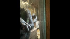 Chimpanzee vigorously shakes head at visitors in funny Houston Zoo clip