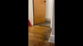 'Like Niagara Falls': Montréal woman returns home to find apartment flooding with toilet backflow