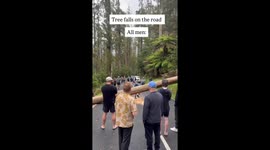 Strangers band together to lift massive tree blocking road in Australia