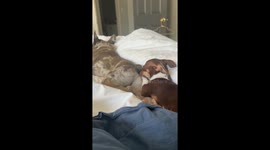 'Obsessed' Chihuahua puppy snuggles up to sleeping Frenchie in adorable Illinois clip