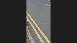 Clever dog waits for traffic before sprinting to chip shop for free sausage in UK