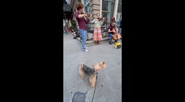 'Oti' the Welsh Terrier joins street musicians for impromptu classical concert in NYC
