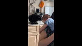 Curious black cat gently pats baby on the head in adorable Ukraine clip
