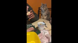 Cheeky cat persistently tries to steal slice of ham from owner's hand in Chile