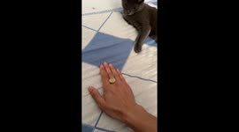 Sharpshooting cat shows off lightning-fast reflexes by flipping and catching coin on bed
