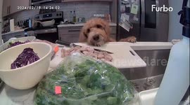 Sneaky Goldendoodle caught on camera stealing meatballs from kitchen counter in Colorado