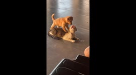 Adorable puppy gives relaxed cat a 'massage' in church lobby