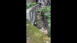 Fearless feline caught NAPPING inside bear enclosure at Vietnamese zoo - unfazed even when bear wakes her up
