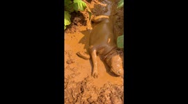 Farm dogs enjoy glorious mud bath in waterlogged North Carolina tobacco field