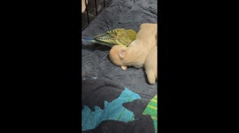 Adorable rescue budgie cuddles and preens sleeping puppy in heartwarming clip