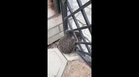 Man rescues hedgehog stuck in metal gate overnight in Odessa