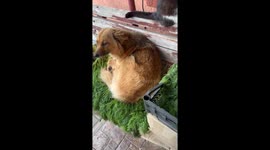 Fluffy dog decides basket of fresh dill is the perfect bed in funny Ukraine clip