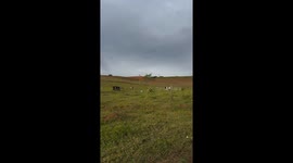Tiny puppy makes a run for it after close encounter with cow in Brazil