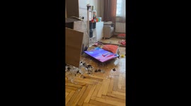 'Just a little playtime' leaves apartment in chaos with shattered dishes and broken furniture