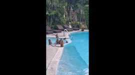 Wild monkeys take over hotel swimming pool in front of shocked guests