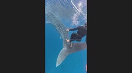Irritated whale shark slaps snorkeller with its tail