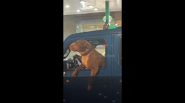 'Too cool for school': Pitbull wearing sunglasses spotted cruising in Chicago