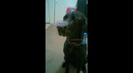Patient black Lab balances spinning fidget spinner on nose in impressive trick