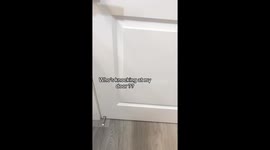 San Diego woman answers door to find 'knocking' was actually happy dog's tail