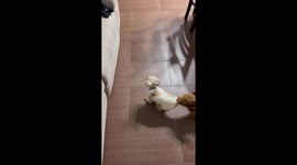 Playful dog scuffle over a borrowed sweater in Madrid, Spain