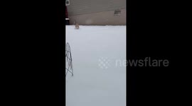 US: Сorgi relishes snowfall in Taylor, PA