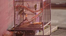 US, Los Angeles: Glendale Firefighters Save Birds From Strip Mall Blaze