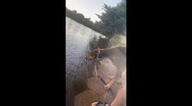 Dog accidentally falls into lake while sniffing the water in Bahia, Brazil