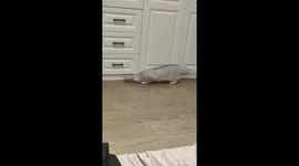 Playful cat gets its head stuck in a paper cup in Jiangsu, China