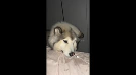 Playful dog inspects a charging cable in Fujian, China